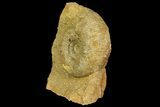 Jurassic Ammonite (Stephanoceras) Fossil - England #171243-2